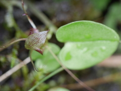 Corybas hatchii