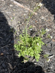 Cardamine