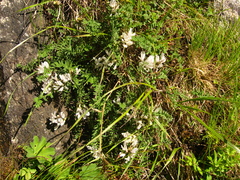 Astragalus levieri