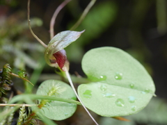 Corybas hatchii
