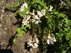 Astragalus levieri