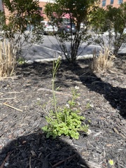 Cardamine
