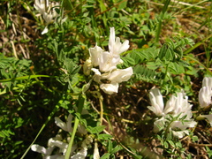 Astragalus levieri
