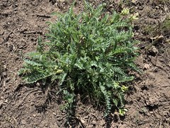 Astragalus californicus