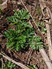 Heracleum mantegazzianum