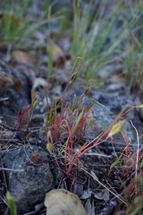 Microseris douglasii douglasii