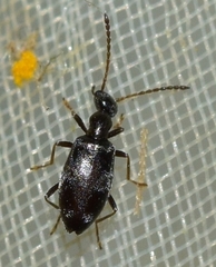 Microhoria