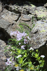 Astragalus levieri