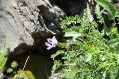 Astragalus levieri