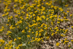 Eriophyllum multicaule