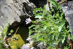 Astragalus levieri