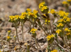 Eriophyllum multicaule