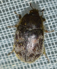 Attagenus escalerai