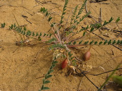 Astragalus longipetalus