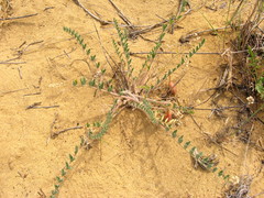 Astragalus longipetalus