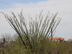 Cylindropuntia thurberi versicolor