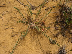 Astragalus longipetalus