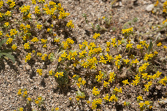 Eriophyllum multicaule