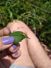 Coccinellidae