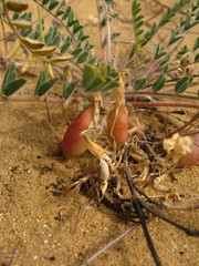 Astragalus longipetalus