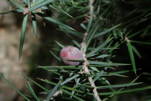 Juniperus oxycedrus image