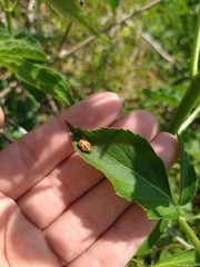 Coccinellidae