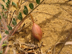 Astragalus longipetalus