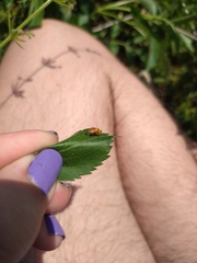 Coccinellidae