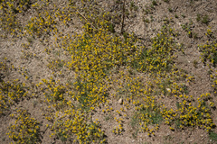 Eriophyllum multicaule