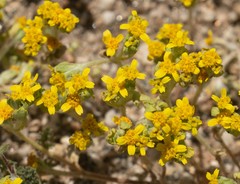 Eriophyllum multicaule
