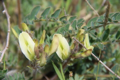 Astragalus longipetalus