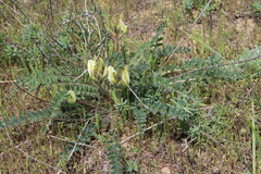Astragalus longipetalus