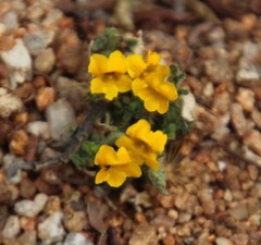 Jamesbrittenia pedunculosa