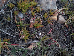 Crassula capitella capitella