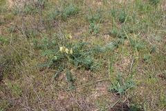 Astragalus longipetalus