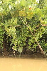 Montrichardia linifera