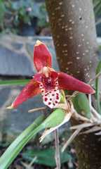 Maxillaria tenuifolia