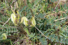 Astragalus longipetalus