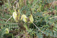 Astragalus longipetalus