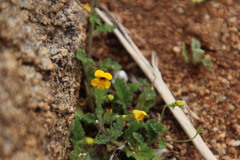 Jamesbrittenia pedunculosa