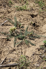 Astragalus longipetalus