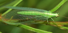 Chrysoperla lucasina