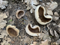 Peziza echinospora