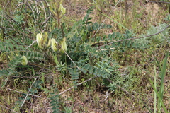 Astragalus longipetalus