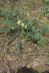 Astragalus longipetalus