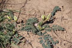 Astragalus longipetalus
