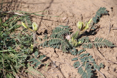 Astragalus longipetalus