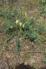 Astragalus longipetalus