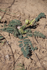 Astragalus longipetalus