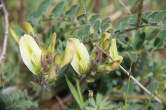 Astragalus longipetalus